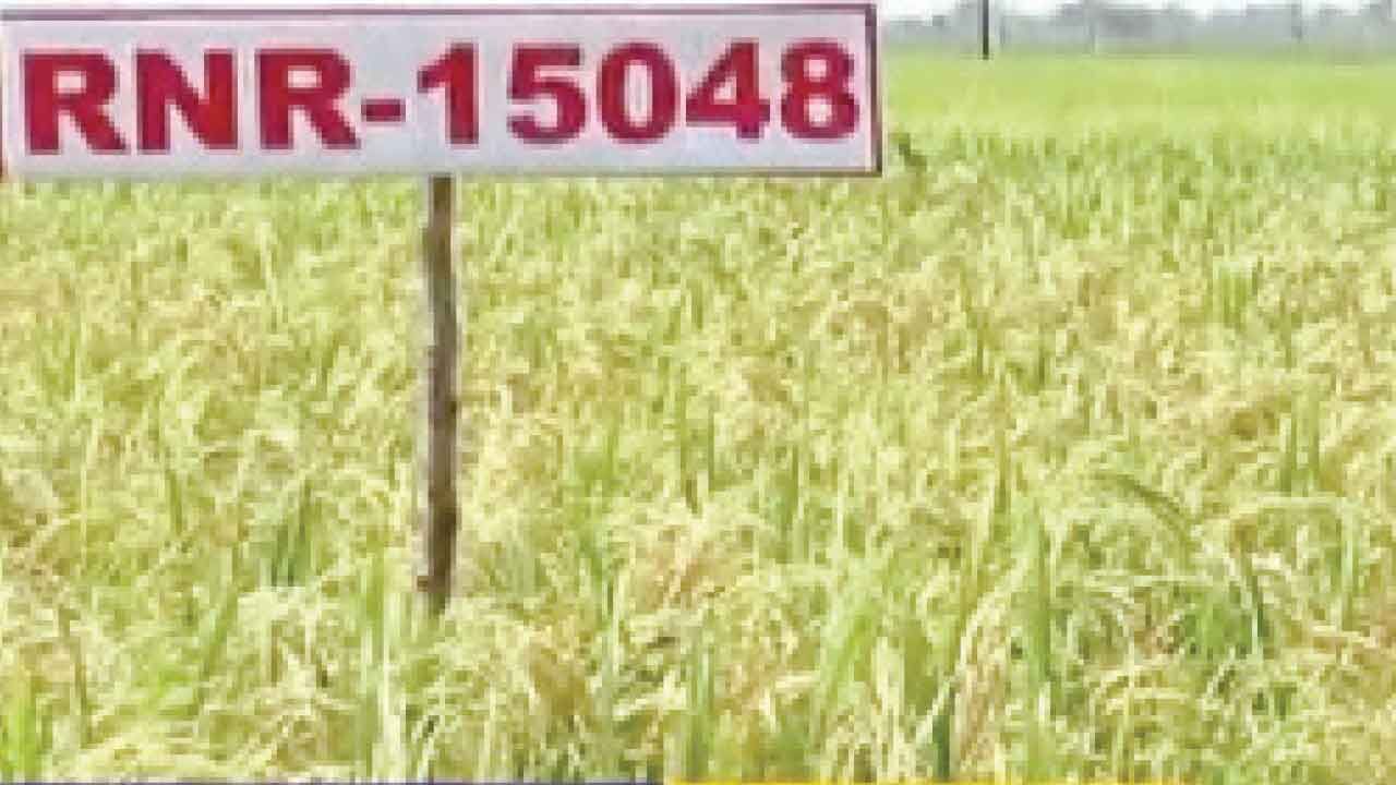 ORGANIC RICE