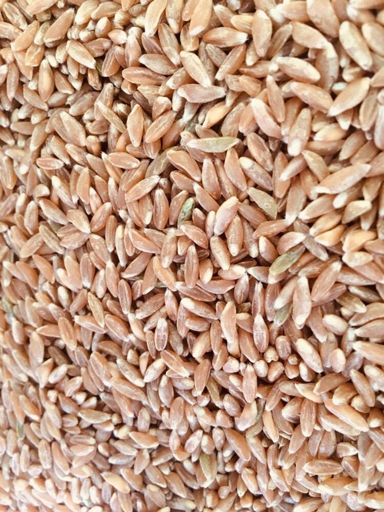 KHAPLI WHEAT