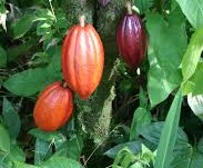 Cocoa