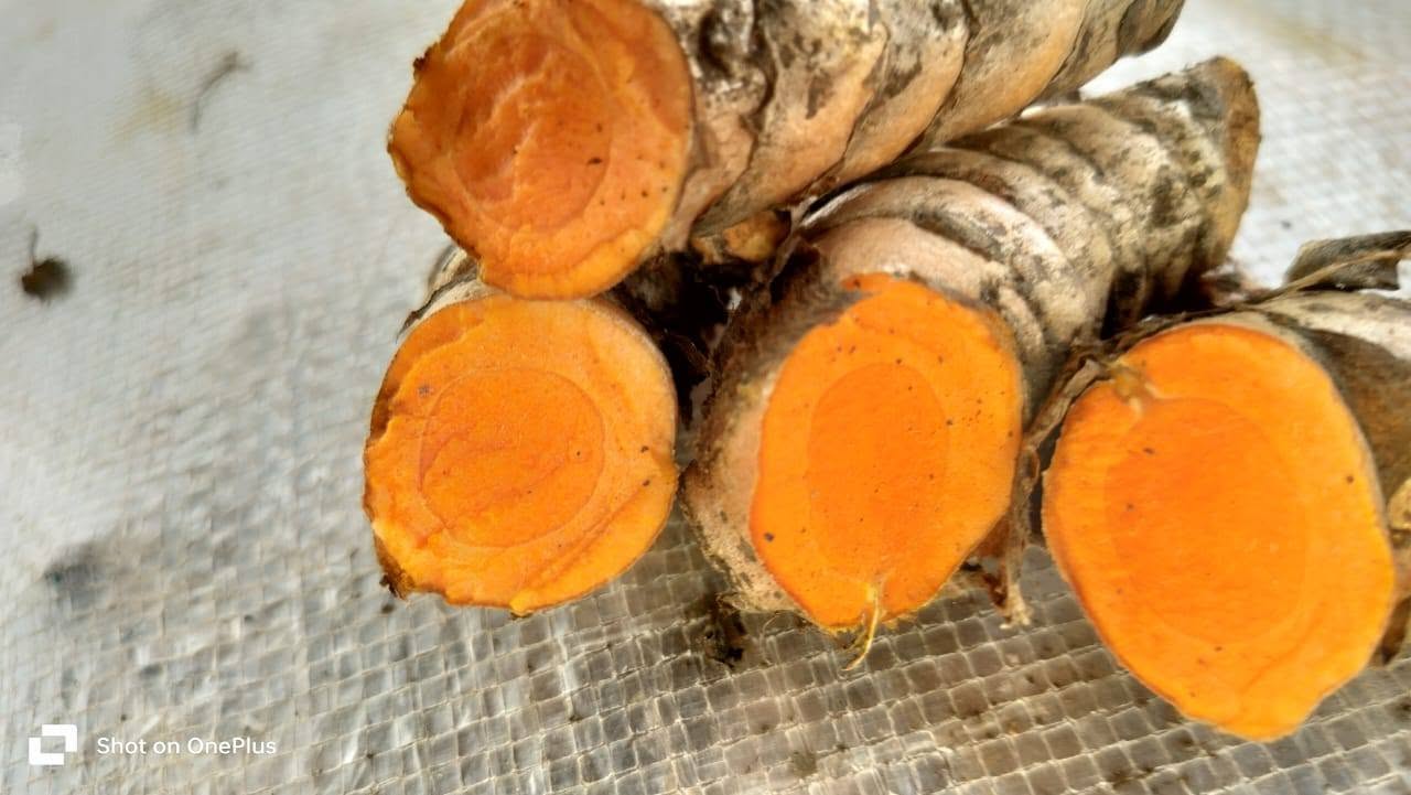 WAIGON TURMERIC