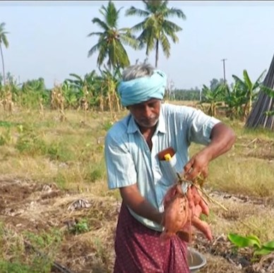 Organic SWEET POTATO