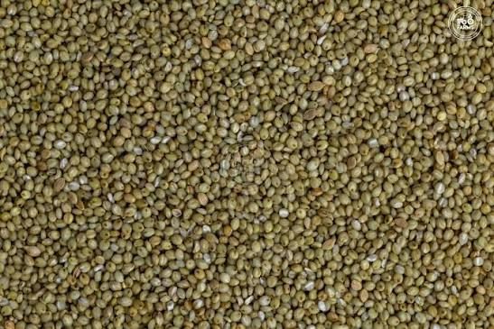 BROWN TOP MILLET (అండు కొర్రలు)