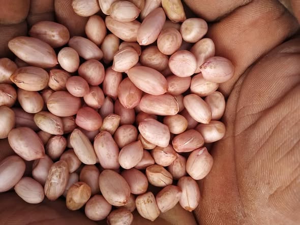 ORGANIC GROUNDNUT
