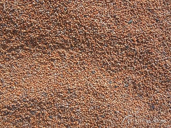 ORGANIC FOX TAIL MILLET (కొఱ్ఱలు )