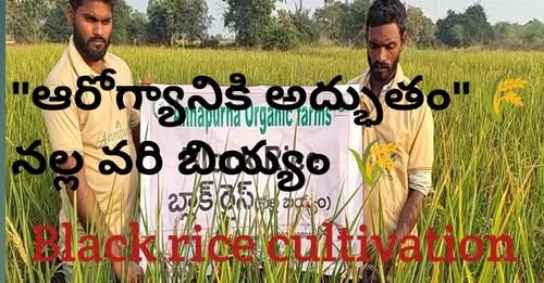 ORGANIC BLACK RICE