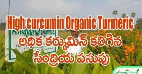 ORGANIC TURMERIC