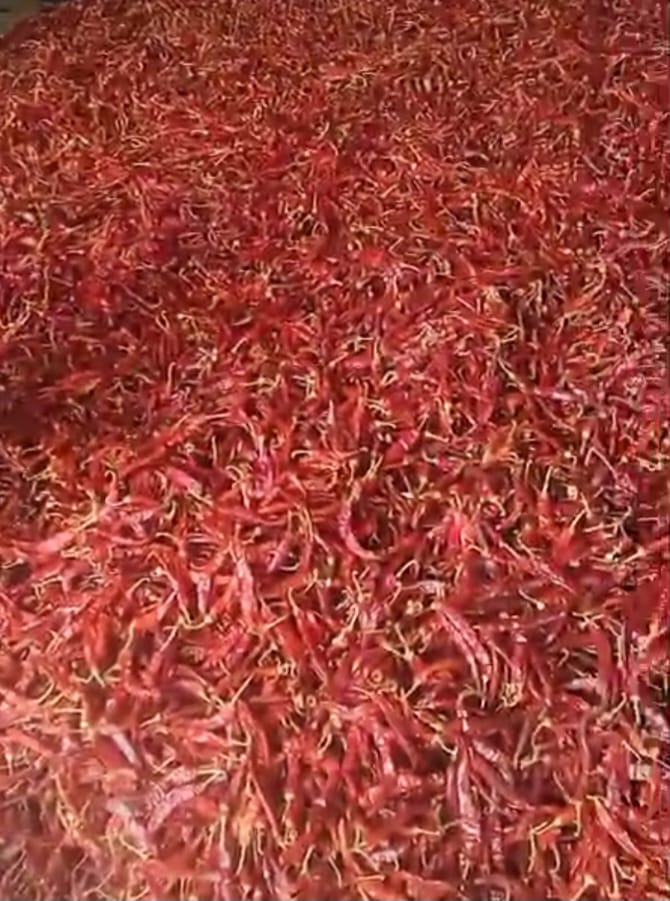 ORGANIC RED CHILLIES