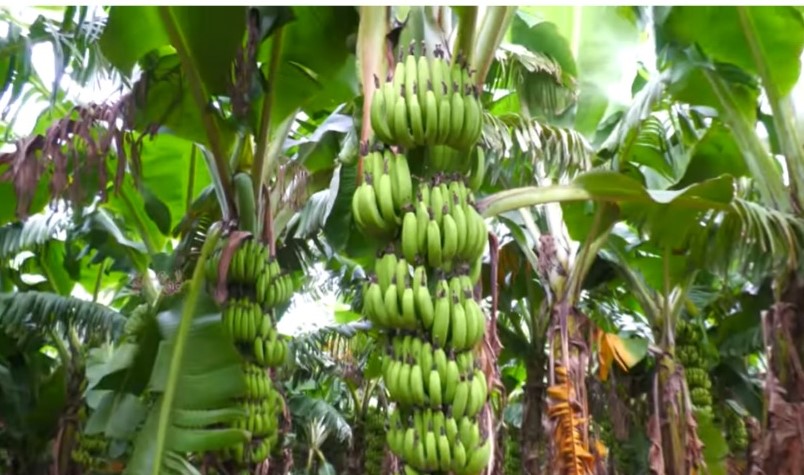 ORGANIC BANANA