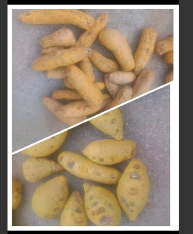 ORGANIC TURMERIC BULBS