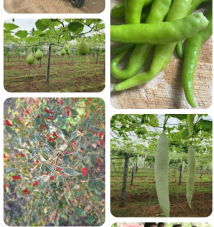 Farm photo